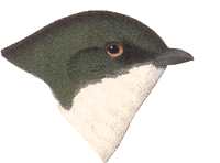 Visit the Tree Swallow Species Page
