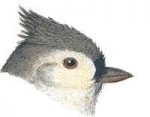 See species information for tufted titmouse