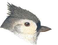 Tufted Titmouse Head