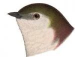 Visit the violet-green swallow species page.