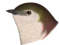 Visit the Violet-green Swallow Species Page