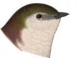 Visit the violet-green swallow species page.