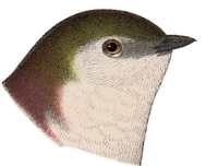 Violet-green Swallow Head