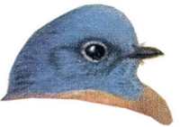Visit the western bluebird species page.