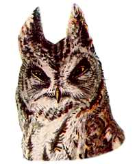 Visit the Western Screech Owl Species Page