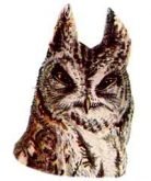 Select to read species information for the western screech owl