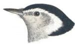 Visit the white-breasted nuthatch species page.