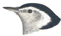 Visit the white-breasted nuthatch species page.