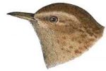 Visit the winter wren species page.