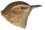Select to read information for winter wren.