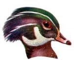 See species information for the wood duck.