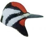 Read species information for yellow-bellied sapsuckers