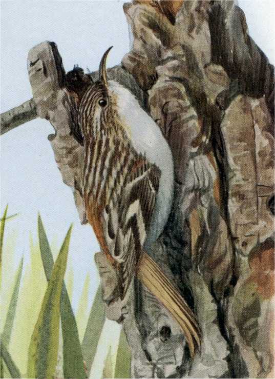 Painting of a brown creeper clinging to the bark of a low tree stump with tall grass in the background.