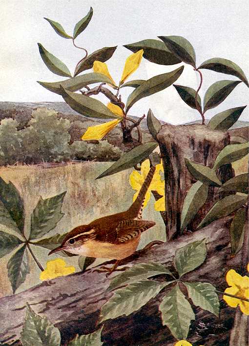 Painting of a Carolina wren foraging along fallen timber with flowers and vegetation in the background