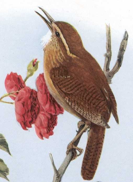 Painting of Carolina wren singing while perched on a twig and flower in the back ground
