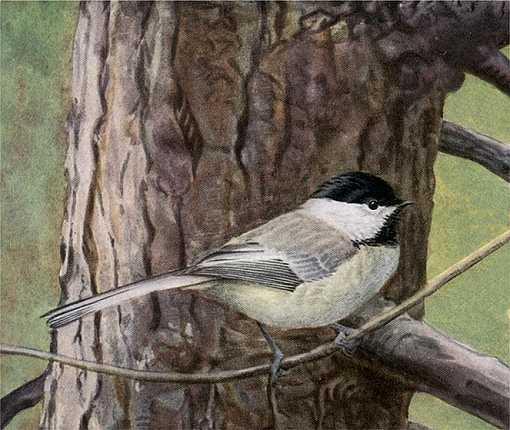 Painting of a Carolina chickadee perched on a tree branch.