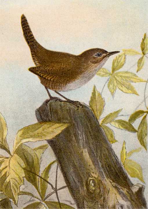 Painting of house wren perched on a stump in typical attentive tail up stance