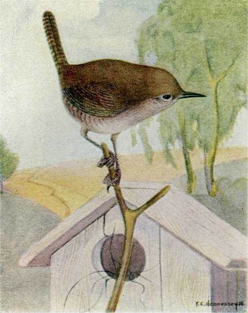 Painting of a house wren perched on a twig, a birdhouse, field and trees in the background