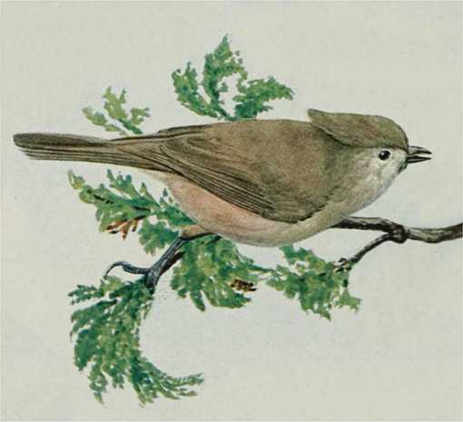 Painting of an oak titmouse perched on a tree branch