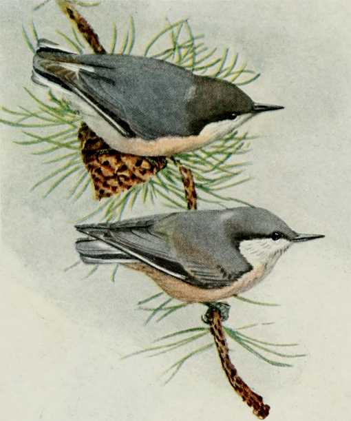 Painting of pygmy nuthatches male and female perched on a conifer tree branch
