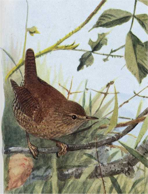 Painting of a winter wren perched on a twig in typical wren tail up alert pose among shrubbery and tall grass.