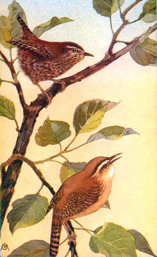 Painting of winter wrens perched on tree branches one singing.