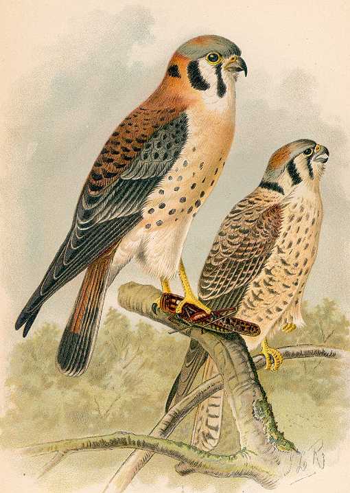 Painting of an American kestrel pair perched high in a tree top in a forest, one with a large grasshopper in its talons.