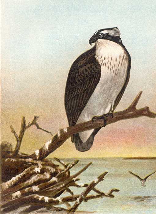 Painting of an osprey perched on a large stick in a pile next to a lake background.