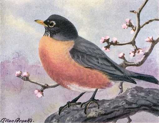 American Robin by Allan Brooks