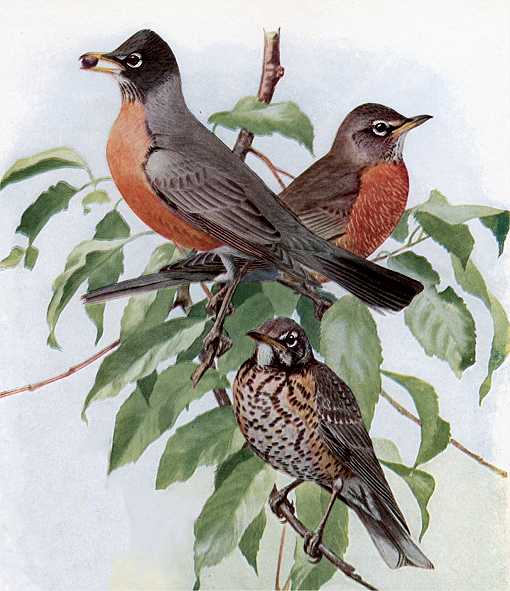 American Robins by Louis Agassiz Fuertes