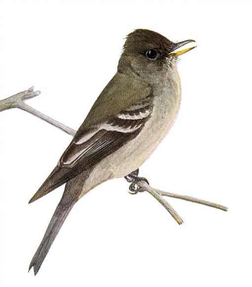 Ash-throated Flycatcher Ash-throated flycatcher perched on a twig.