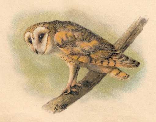 Painting of a barn owl perched on a branch.