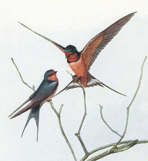 Painting of barn swallows perched high on tree top branches.