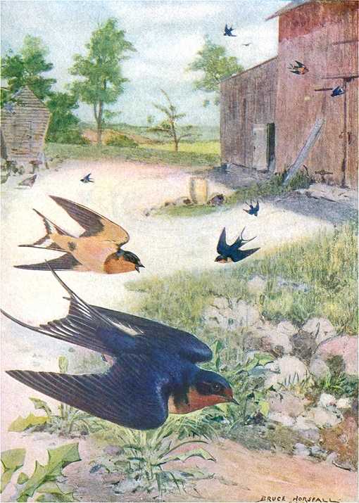 Painting of barn swallows swooping throughout a barn yard catching flying insects.