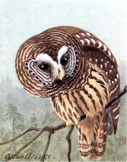 Painting of a barred owl high on a tree branch in a forest.