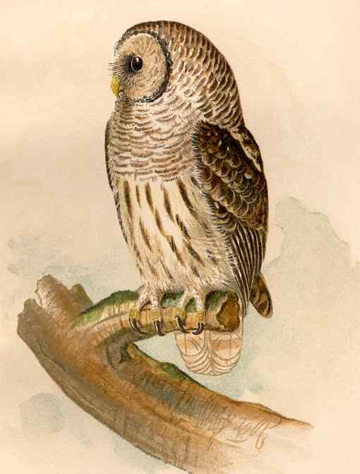 Painting of barred owl perched on a tree stump.