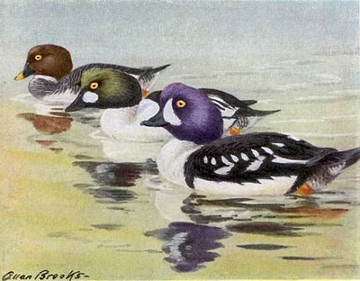 Painting of barrow's goldeneye with two common goldeneyes in the background in water.