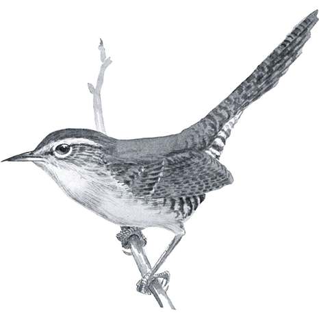 Beautiful black and white drawing of Bewick's wren on a tree branch.
