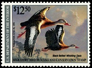 Flying black-bellied tree ducks illustrated on a Federal duck stamp sold to accompany hunting licenses.