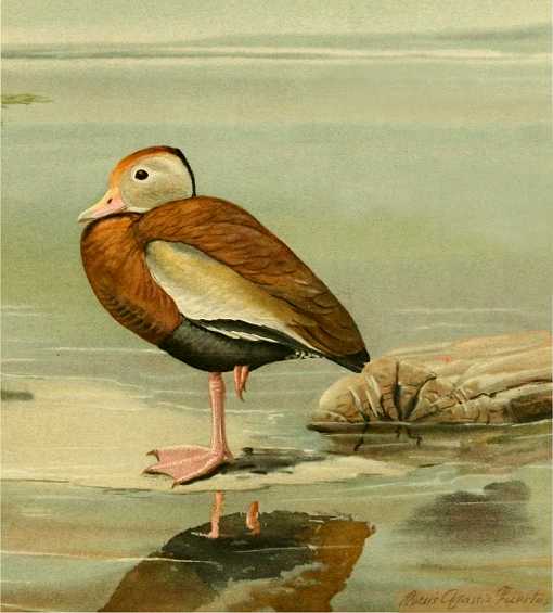 Painting of black-bellied tree duck standing on a shore among rocks by a lake.