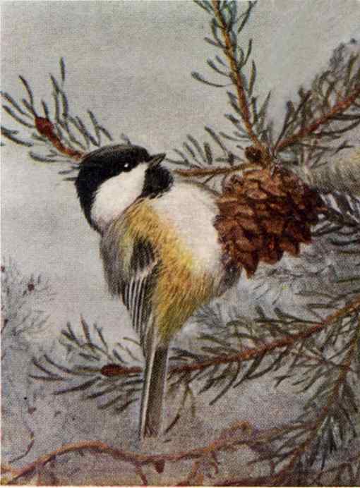 A black-capped chickadee perched on a pine cone in a tree against a foggy wintery background