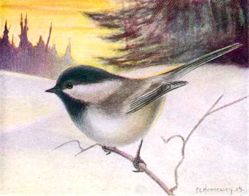 Black-capped Chickadee perched on a tree twig in a snowy winter background.