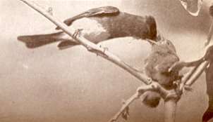 Black Phoebes by William Lovell Finley & Herman T. Bohlman, American Birds, 1907