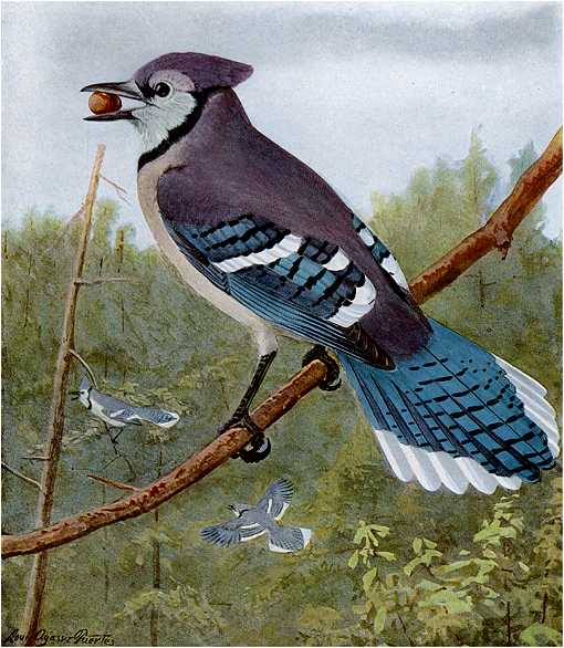 Painting of a blue jay perched on a branch in a forest.