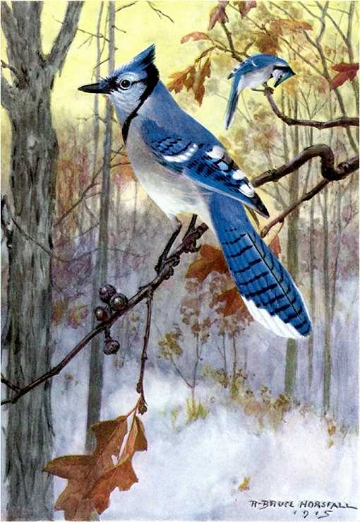 Painting of a blue jay perched on a branch in a forest.