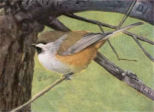 Boreal Chickadee A boreal chickadee perched on a fine twig in a tree against a green background.