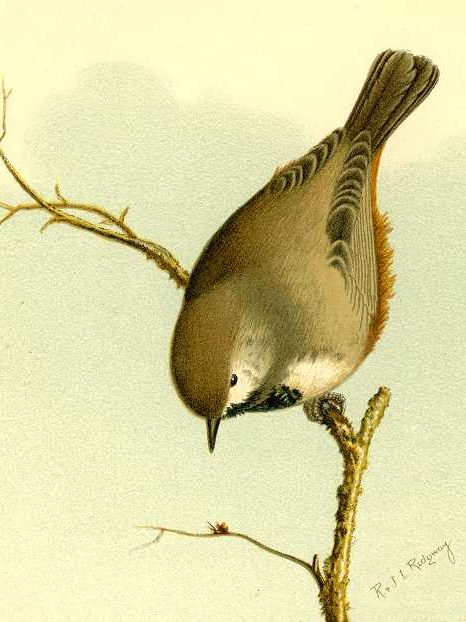Boreal Chickadee Boreal chickadee perched on a tree twig.