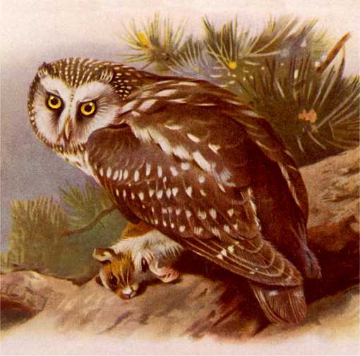 Painting of a boreal owl perched on a fallen log with prey in its talons and foliage in the background.