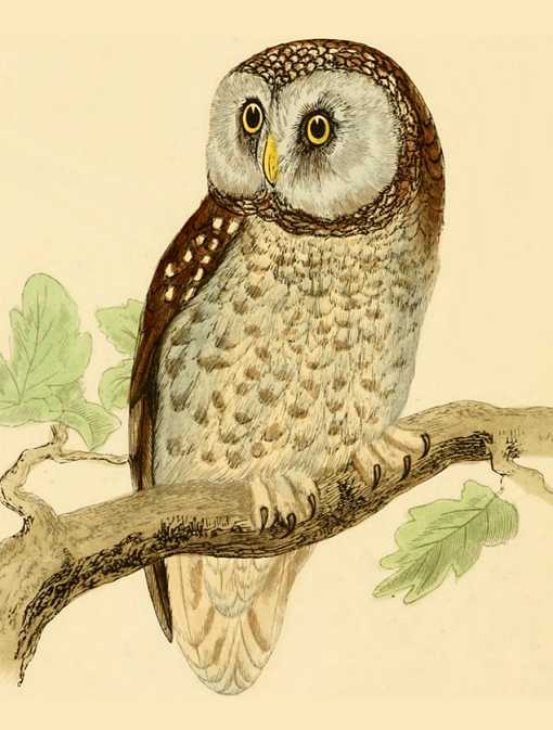 Painting of a boreal owl perched on a tree branch.