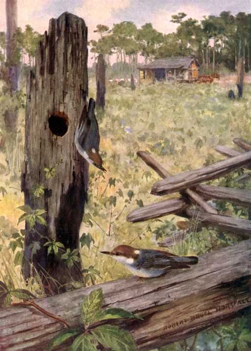 Brown-headed nuthatches foraging in the wilderness with a cottage background